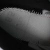AJ 12 Retro Blueberry CT8013-140 AJ 12 Retro Blueberry CT8013-140