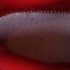 AJ Legacy 312 Low ’23 Sail Black Gym Red’ FJ7221-101 AJ Legacy 312 Low ’23 Sail Black Gym Red’ FJ7221-101